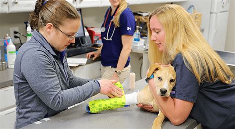 emergency vet|emergency vets near me.